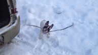 Французский бульдог и палка