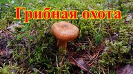Осень природа лес грибы ягоды