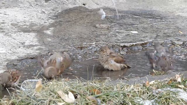 Купание воробьев в ноябре.