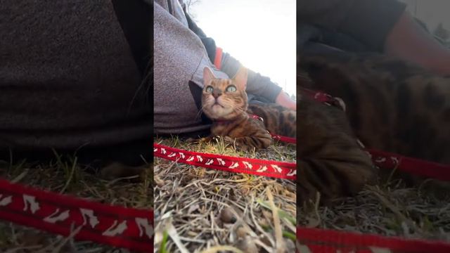 Бенгальская кошка на отдыхе