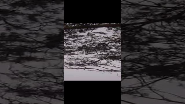 КедРотРяс
