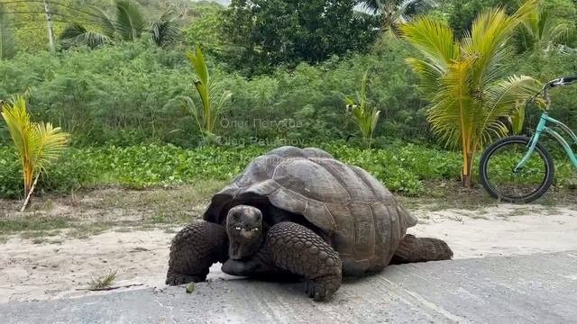 Сейшелы. Seychelles. 塞舌尔。 114