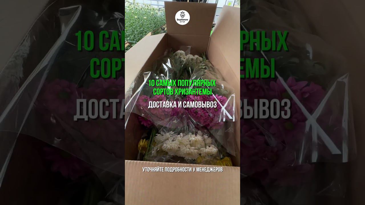 10 самых популярных сортов хризантемы #хризантема #цветочнаяферма #цветочныйбизнес