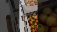 сорт Пинова. Яблоки оптом
