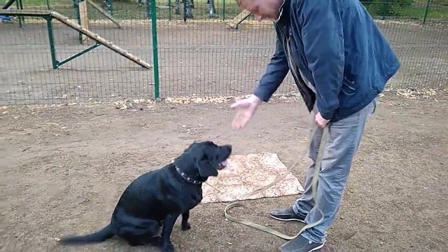 Дрессировка собак -лабрадор Нора