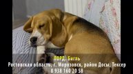 Пропала собака! ЛОРД. Бигль. Ростовская область, г. Морозовск, район Досы, Тексер