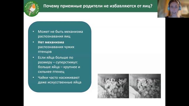 Гнездовой паразитизм