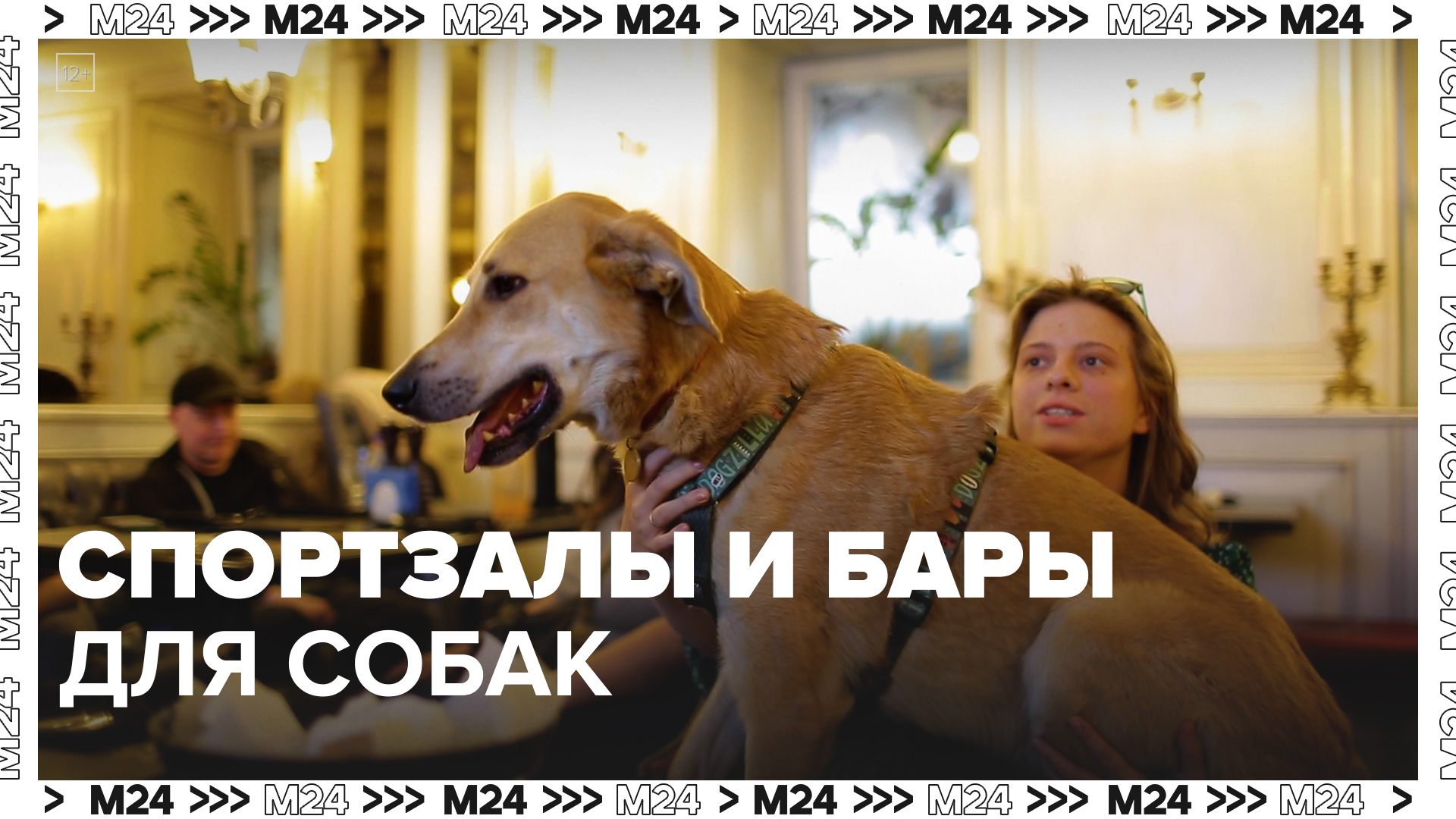 Спортзалы и бары для собак — Москва24|Контент