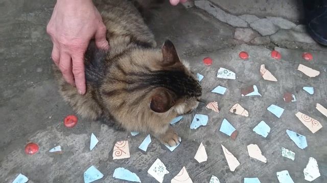 Кот Тимон ест рыбу