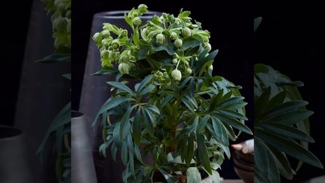 37 Best Bell Shaped Flower Plants | Bell Shaped Flowering Plant Types | Plant and Planting