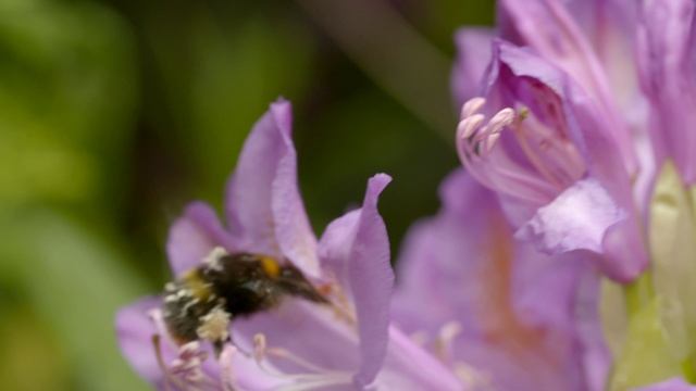 Gardenstock_05_Videvo.mov Цветы шмель  видео выложено и показано в информационных, учебных целях