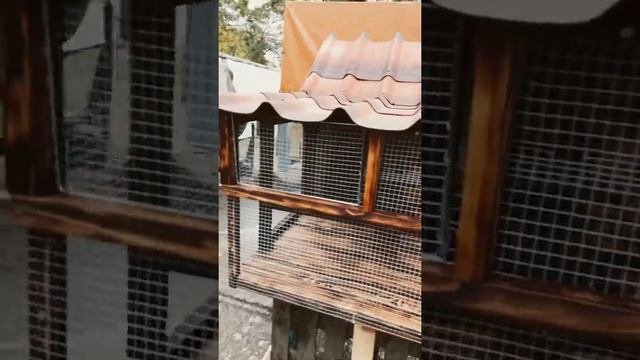 Голубятник готов ?