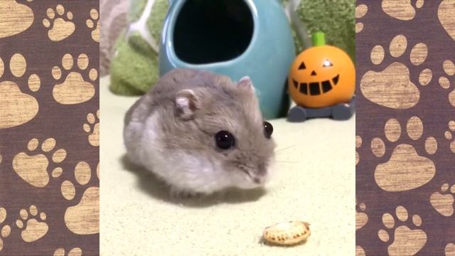 ХЕЛЛОУИН КАШТАНЫ - ПОЧЕМУ СЕМА не любит мусорные подарки на Halloween