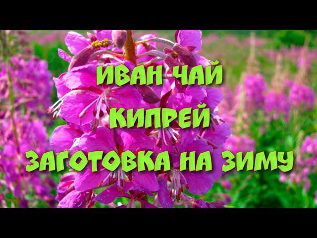 #иванчай #чай #чайныерецепты #заготовка Иван чай от ростков до аромата