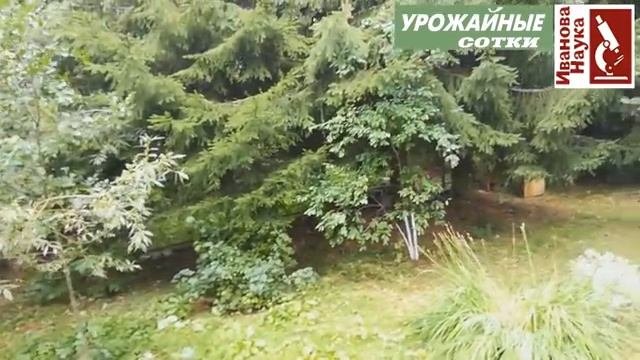 Как выращивать БЕЛЫЕ и прочие микоризные ГРИБЫ на даче? Подбираем участок и посадочный материал.