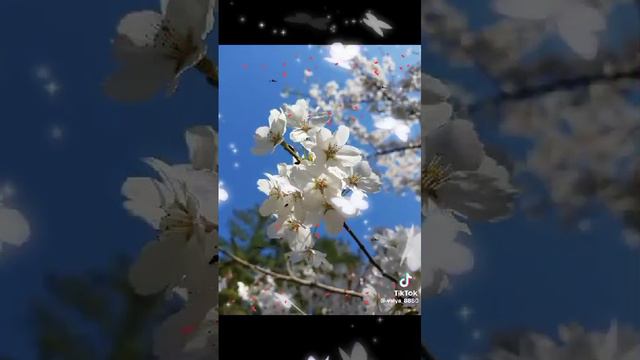 1000052499.mp4