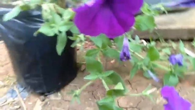 Pruning Petunias for New Stems and More Blooms | Petunia Cut Flowers