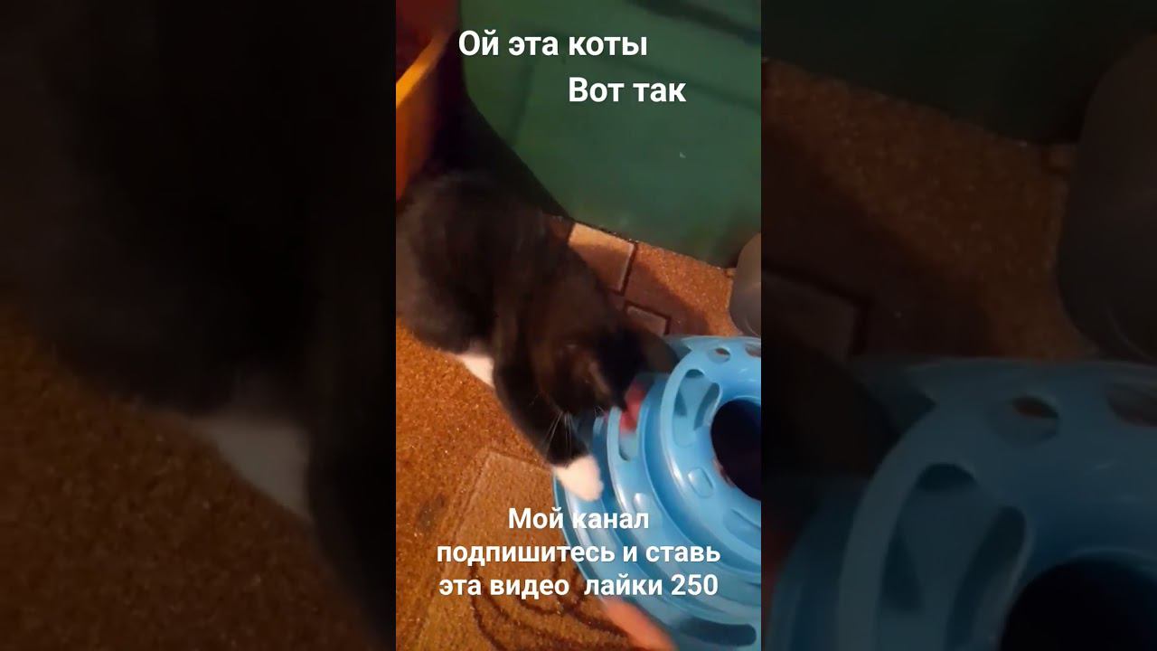 ой эта коты