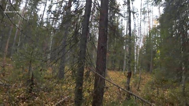 ЖИВЕМ В ЛЕСУ! / ТАЕЖНЫЙ ДОМ! / БАТЯ ГОТОВИТ РЯБЧИКОВ / Самый лучший отдых / Часть 3