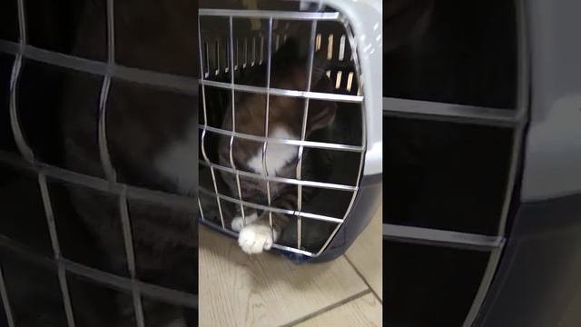 Успокаиваю чужого котика в клинике. Петербург. Приют