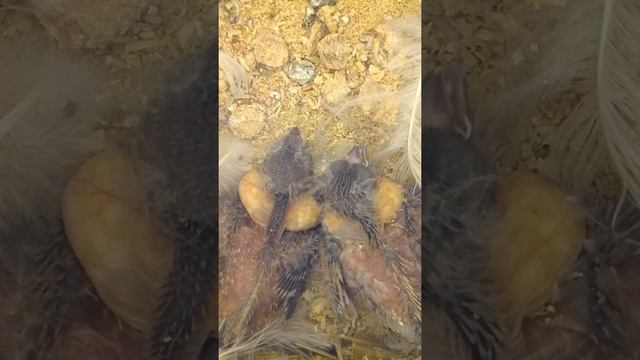 Птенцы амадинов 11 и 9 дней