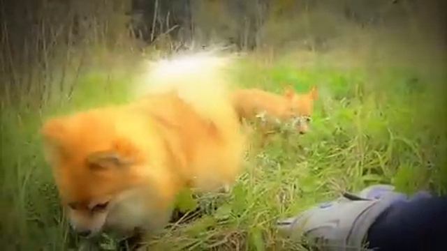 Doggy autumn! :)