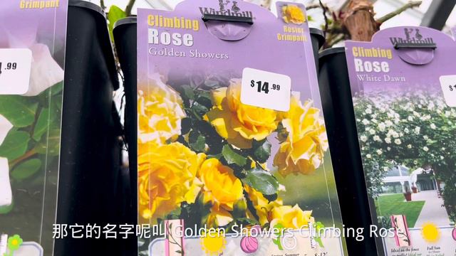 四月，Lowe's的爬藤玫瑰都上架了。【莎拉养花】