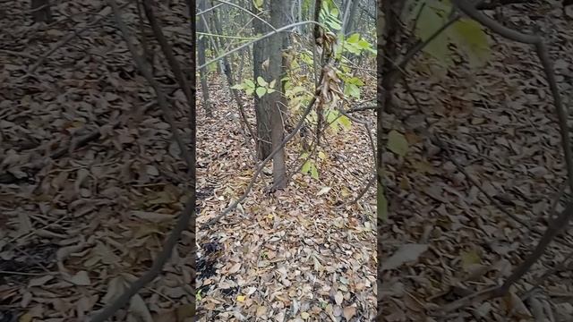 Что нужно чтобы икать грибы