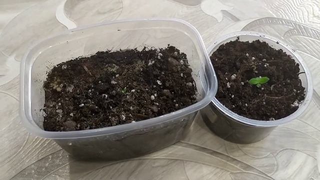 Гелеотроп из просроченных семян
