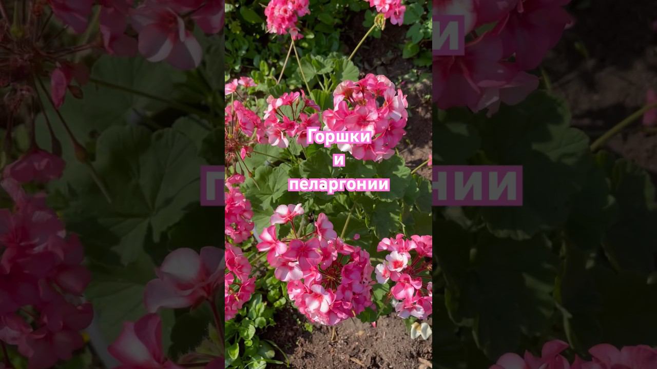 В каком горшке должна расти пеларгония  #pelargonium #дачныесоветы