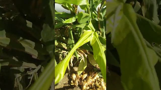 Ginger Plant 🌿🌿🌱🌱🌿🌱🌿🌱🌿🌱🌿🌱🍀☘️