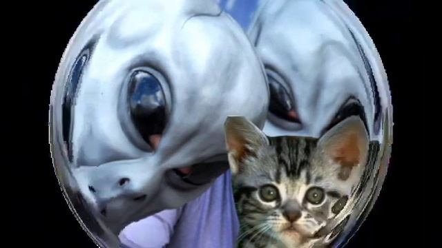 Кошка и инопланетяне