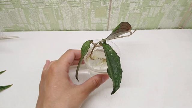 Hoya erythrina Bajo для Ульяны.