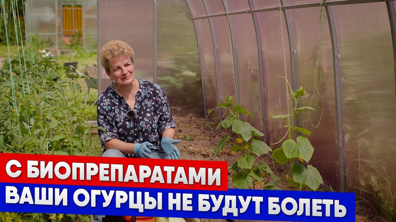 С биопрепаратами ваши огурцы не будут болеть