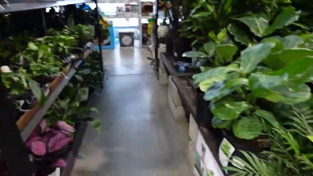 Plant Shopping With Da'Plant Parent