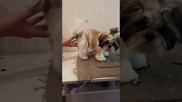 Shih Tzu puppy cut its hair for the first time.  Щенок ши-тцу впервые подстригся.