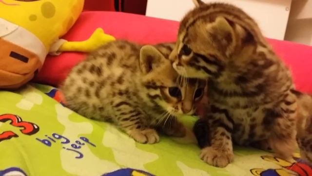 Бенгальские котята