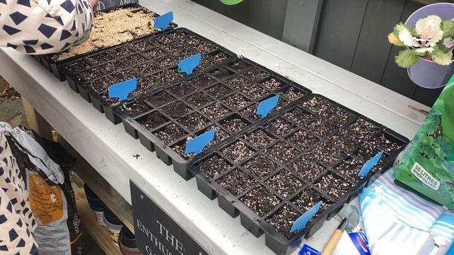 Sowing My First Flower Seeds Of The Season 🌱🌱🌱