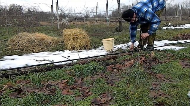 укладка куста сформированного петлеобразным кордоном на зимовку