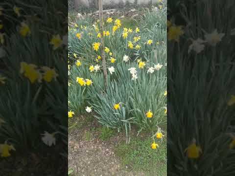 рабочее видео по плану выкопки Нарциссов.