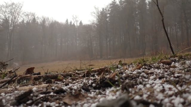 ЗВУКИ ГРАДА И ДОЖДЯ ОСЕННЕГО ЛЕСА БЕЗ ГРОМА