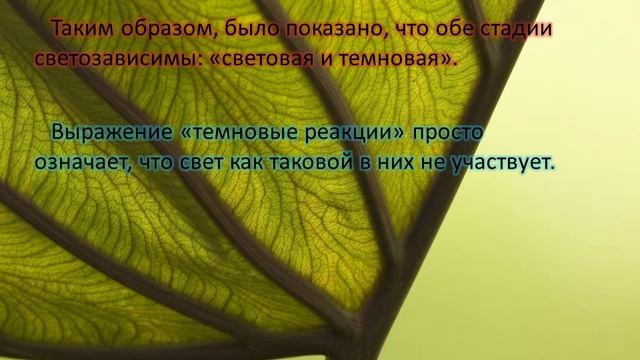 Фотосинтез