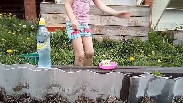 Милочка сажает горошек.