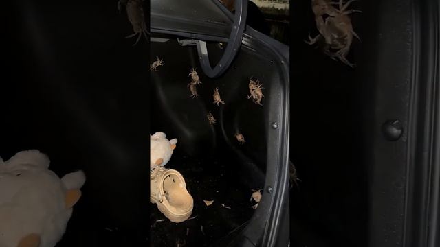 A Clawful Conundrum Escaped Crabs Take Over Car Trunk   ViralHog