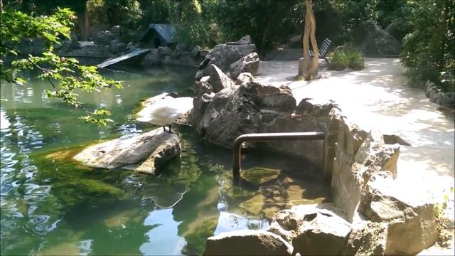 Озеро Воронцовского парка с лебедем