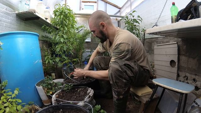 Будем есть свои фрукты, инжир, персик, мандарин