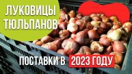 Луковицы тюльпанов на выгонку. Стоит ли переплачивать за 12 +?