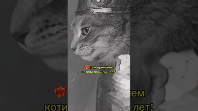 👥: никому не нужны фото твоей кошки. никто не восхищается такой ерундой! | часть 2 | кошатникам