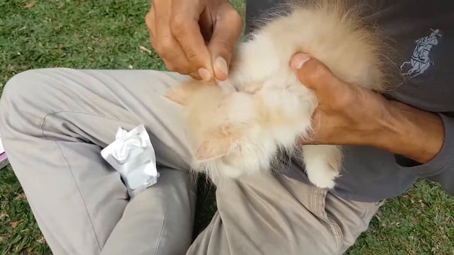 REVOLUTION FOIR KITTEN AND PUPPY