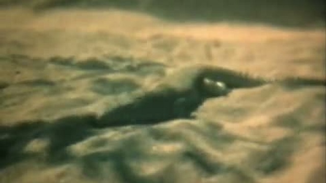 ящерицы 1975